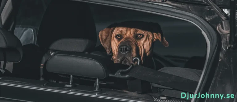 Baksätesskydd hund bäst i test