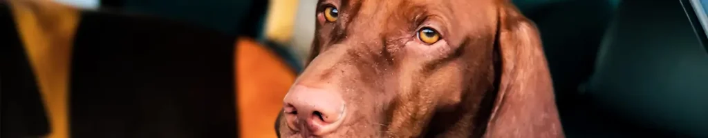 Baksätesskydd hund test
