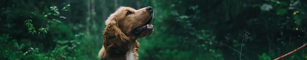 Bästa hundvisselpipan