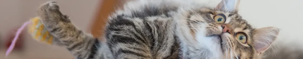 Bästa laserpekaren för katter