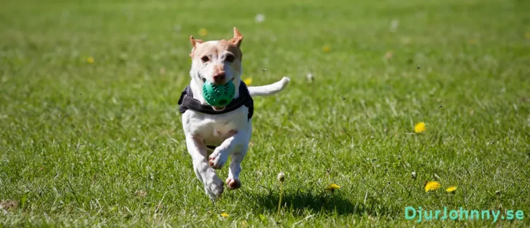 Hundvisselpipa bäst i test