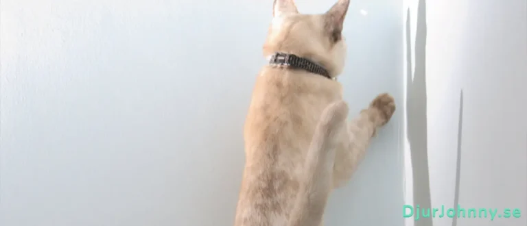 Laserpekare katt bäst i test