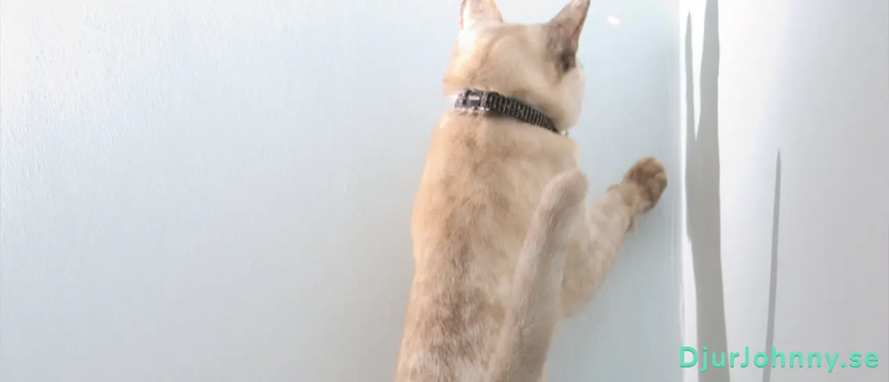 Laserpekare katt bäst i test