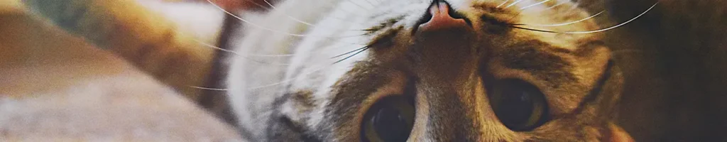 Laserpekare katt test