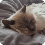 Nisse