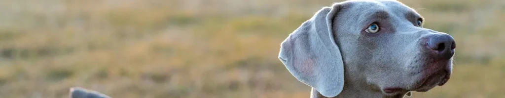 Hundförarväst test