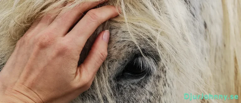 Liniment för häst bäst i test