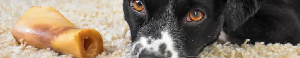 Bästa hundbenet