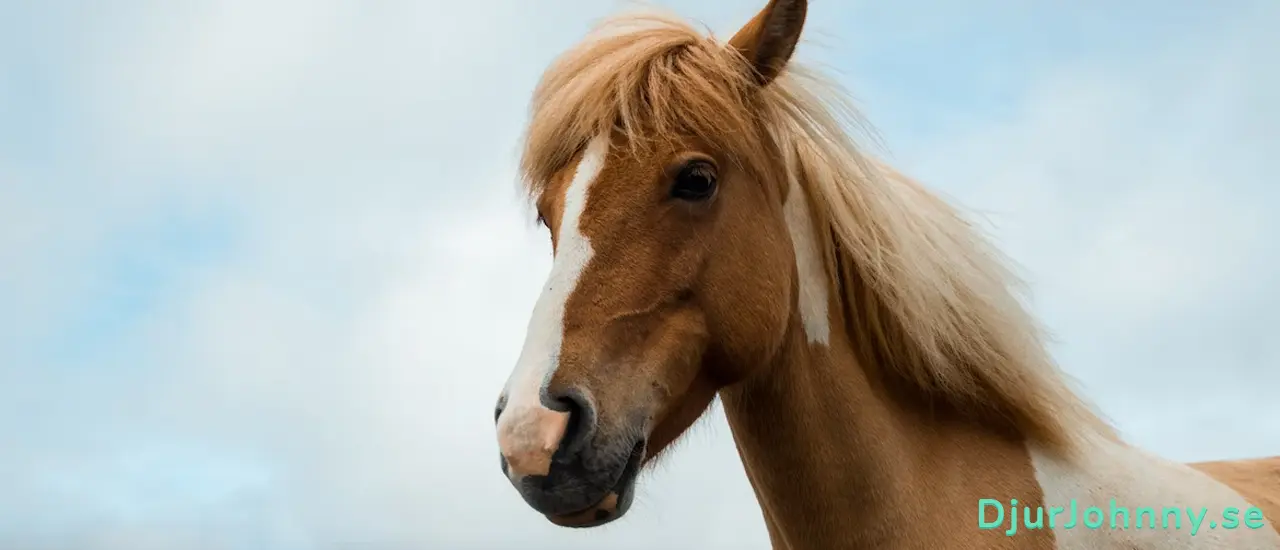 Bästa ledtillskottet för hästar