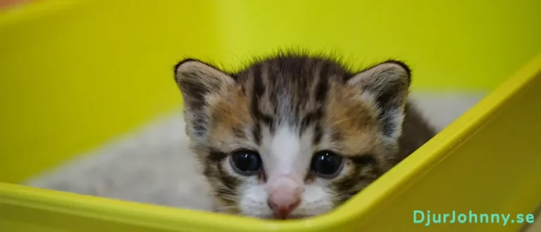 Kattsandsmatta bäst i test