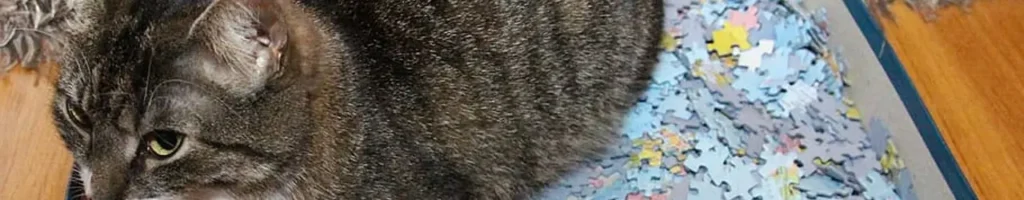 Kattsandsmatta test