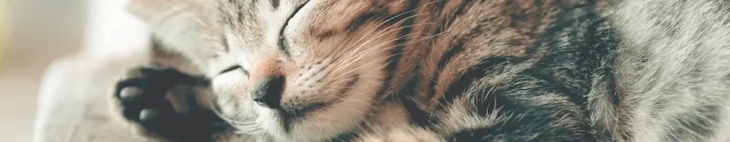 Lugnande för katt test