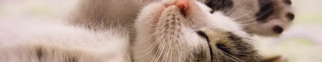 Lugnande till katt bäst i test