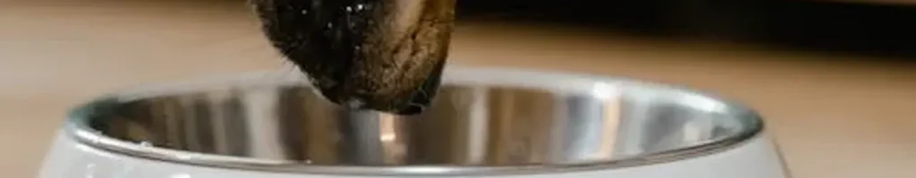 Slow feeder hund test