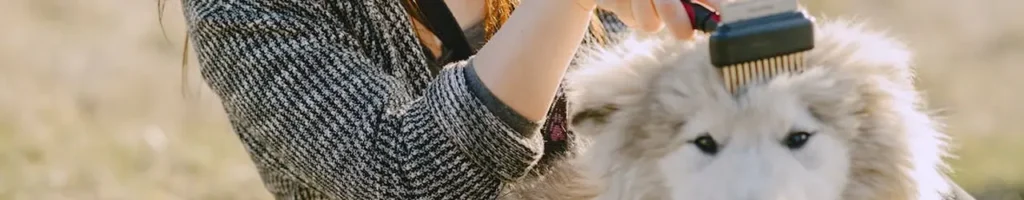 Tovutredare hund bäst i test
