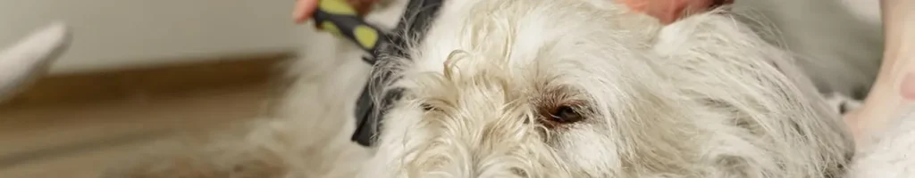 Tovutredare hund test