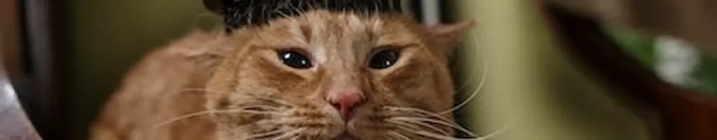 Tovutredare katt test
