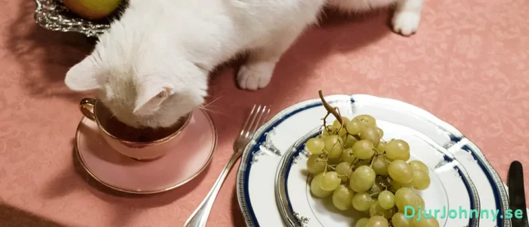 Bästa bantningsfoder för katter