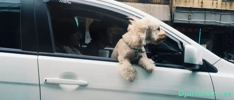 Bilstol hund bäst i test