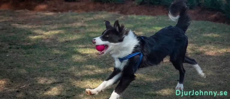 Bollkastare hund bäst i test