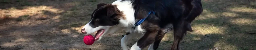 Bollkastare hund test