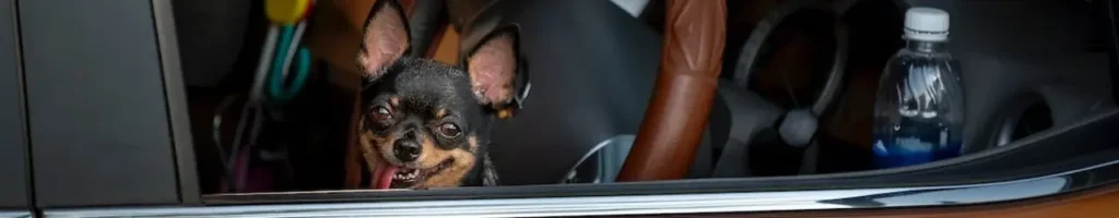 Hundbilstol test