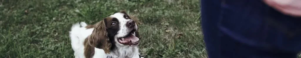 Nosgrimma hund test