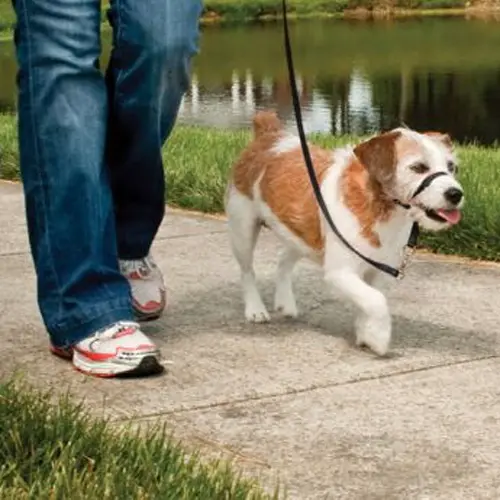 En hund som går med sin ägare bärande på en svart nosgrimma runt nosen