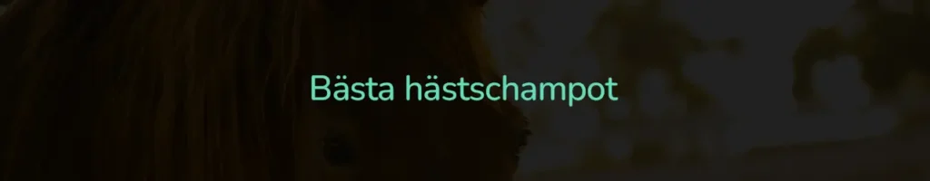Bästa hästschampot
