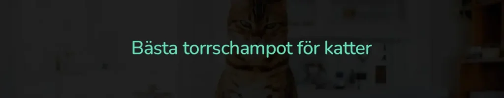 Bästa torrschampot för katter