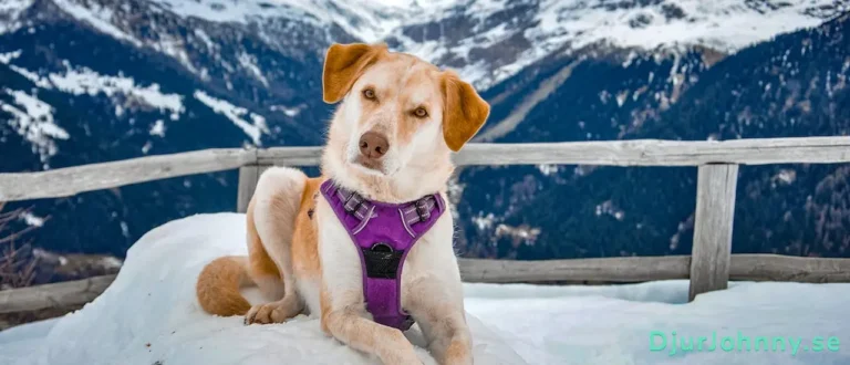 Grönläppad mussla hund bäst i test