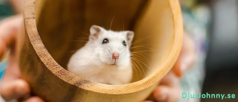 Hamsterhjul bäst i test