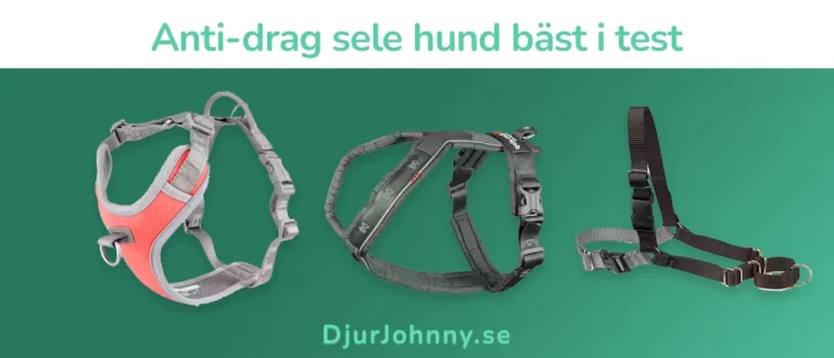 Anti-drag sele hund bäst i test