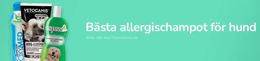 Bästa allergischampot för hund