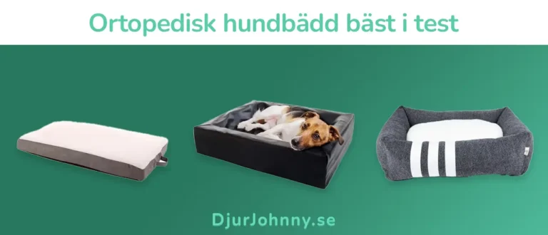 Ortopedisk hundbädd bäst i test